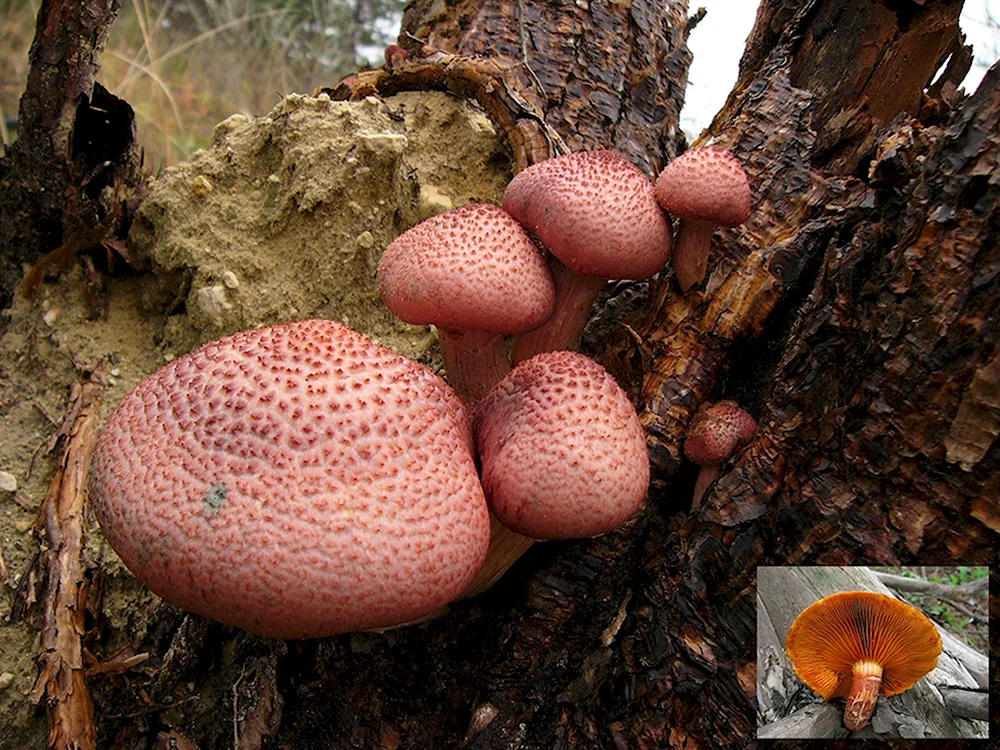 Gymnopilus luteofolius