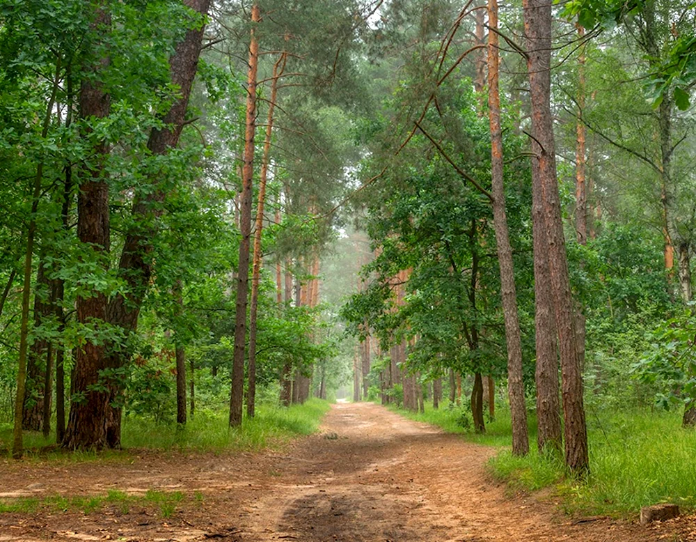 Июнь лес