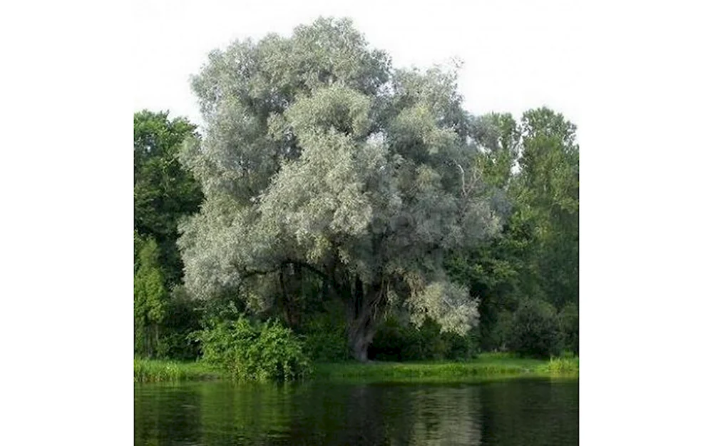Ива белая Salix Alba
