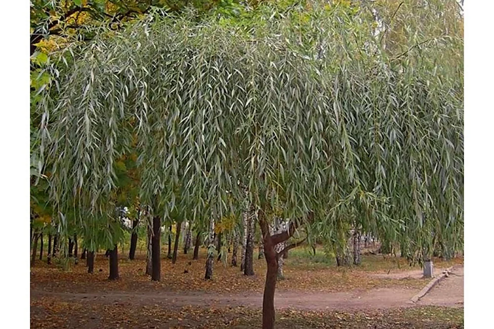 Ива белая Salix Alba