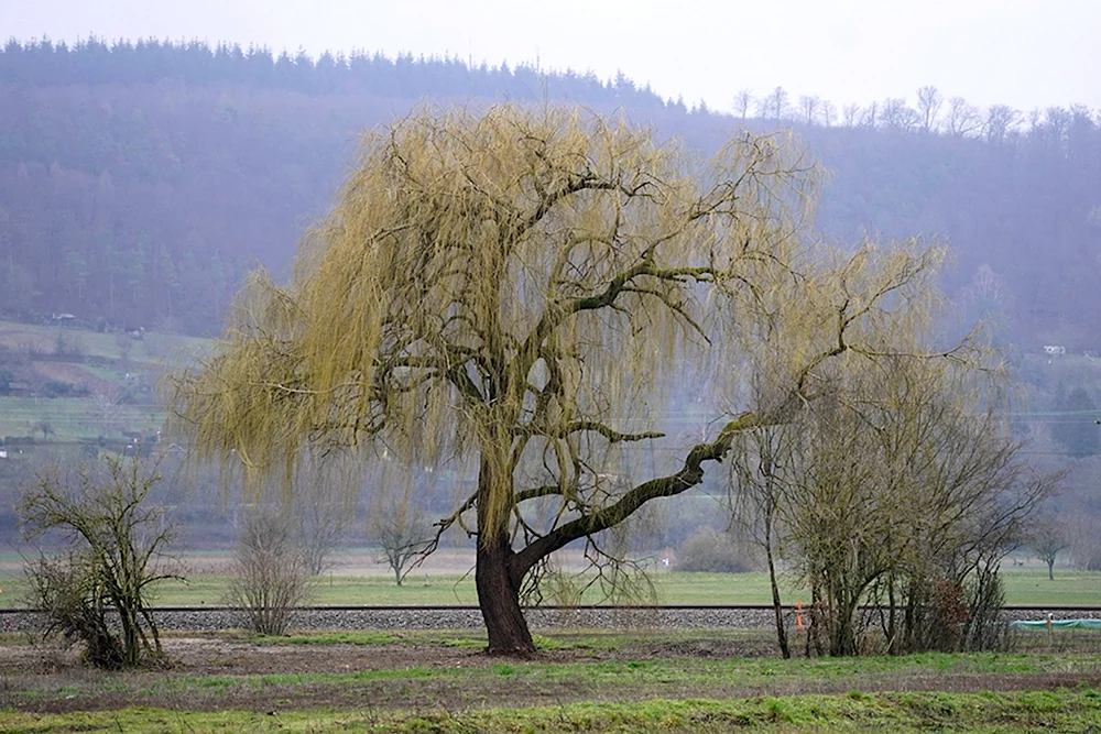Ива белая Salix Alba