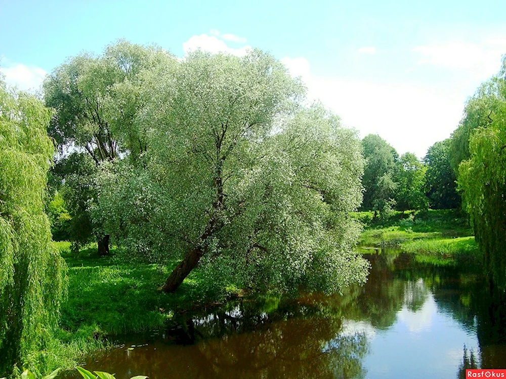 Ива белая Salix Alba