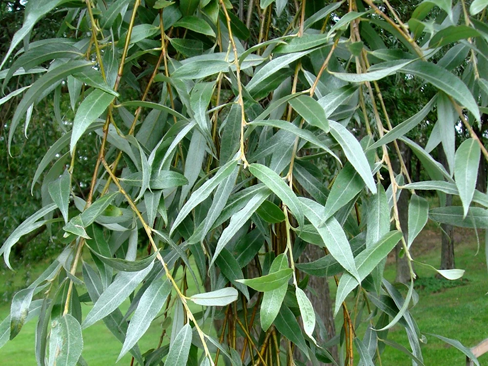 Ива белая Salix Alba