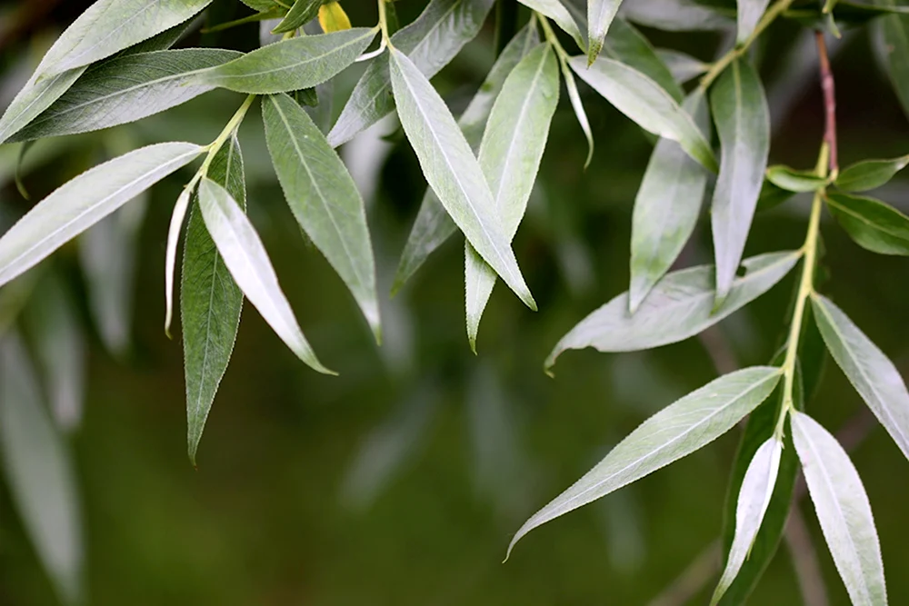 Ива белая Salix Alba