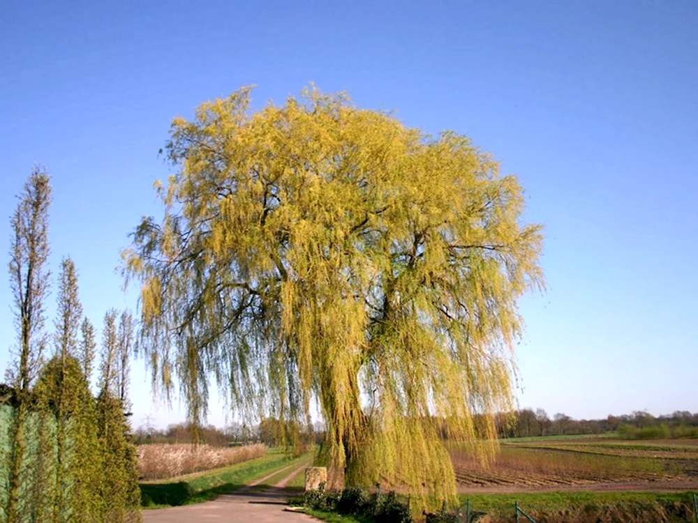 Ива белая tristis
