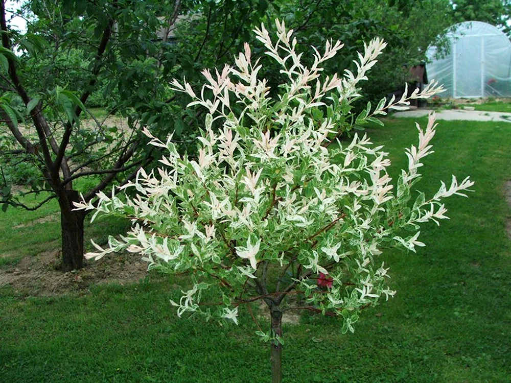 Ива Хакуро нишики лист