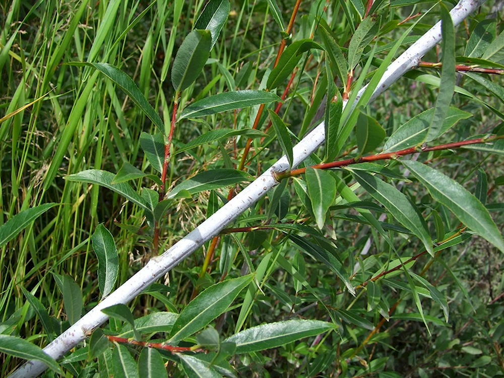 Ива Salix