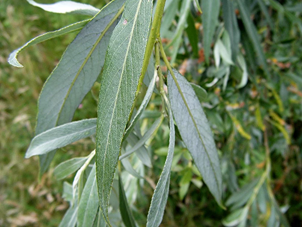 Ива Salix Alba