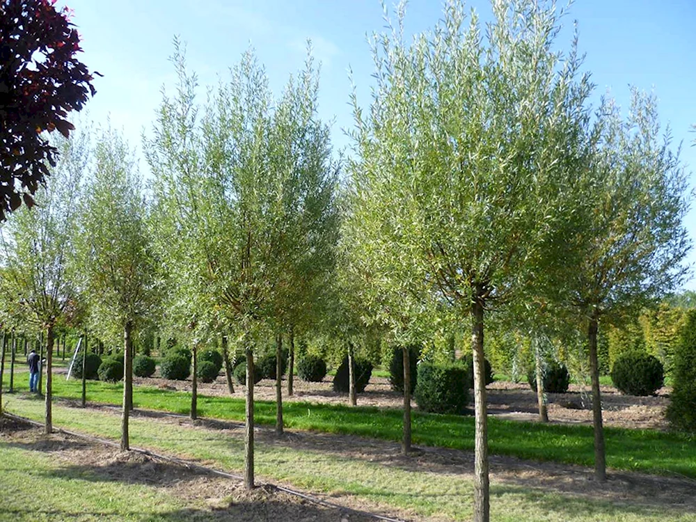 Ива Salix Alba