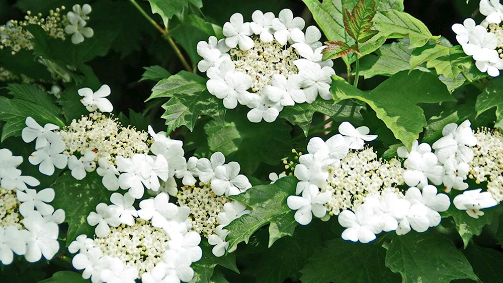 Калина обыкновенная Viburnum opulus