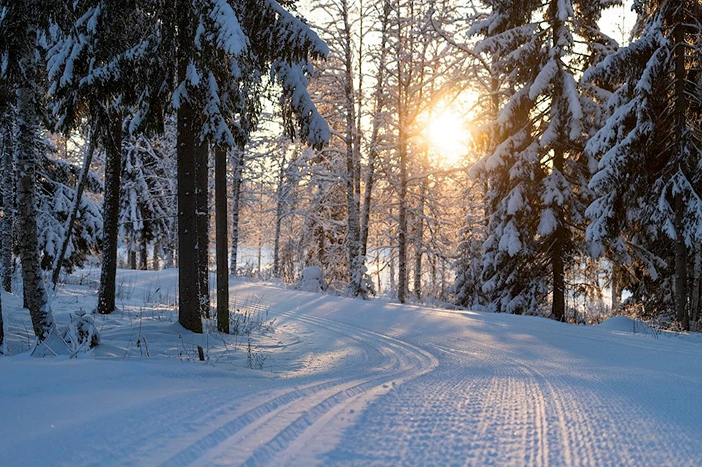 Карцевский лес Лыжня