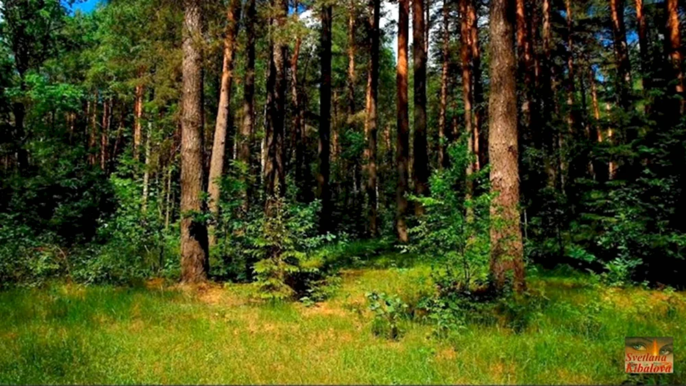Хвойно-широколиственный лес Московская область
