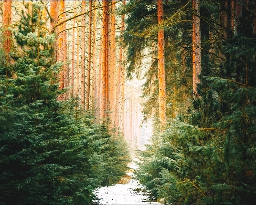 Хвойный Бор