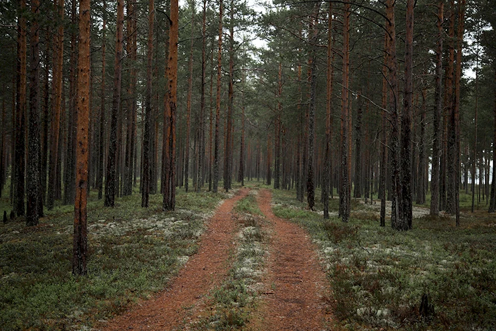 Хвойный лес Карелии