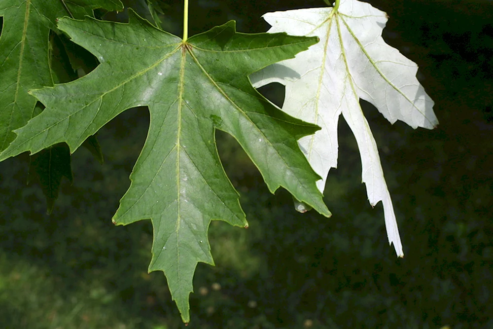 Клен серебристый Acer saccharinum