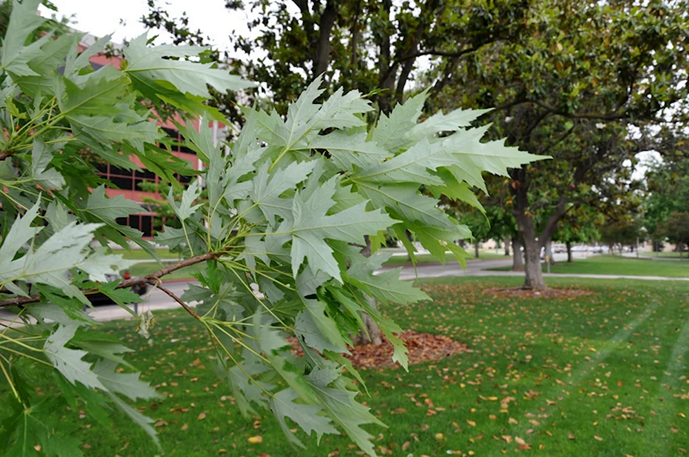 Клен серебристый Acer saccharinum