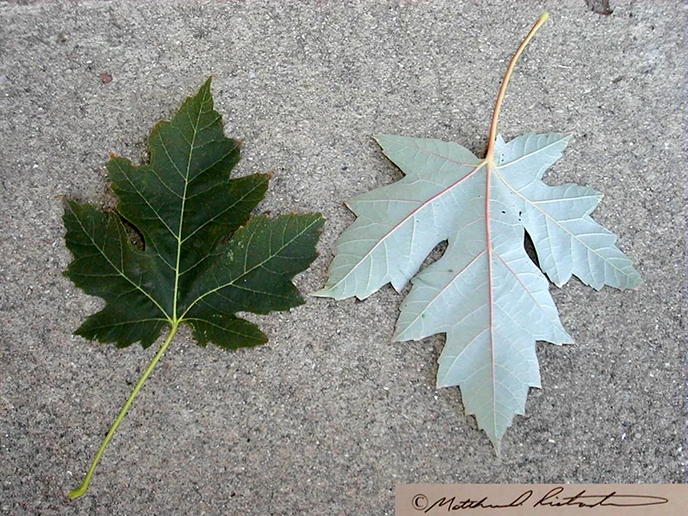 Клен серебристый Acer saccharinum лист