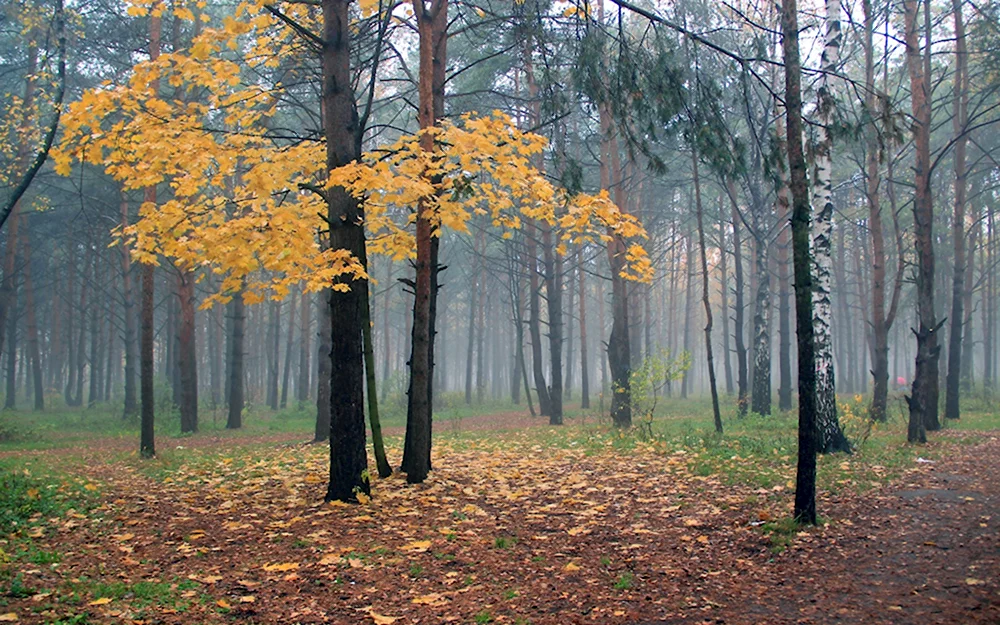 Кленовый лес в Подмосковье
