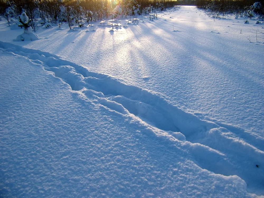Колея в снегу
