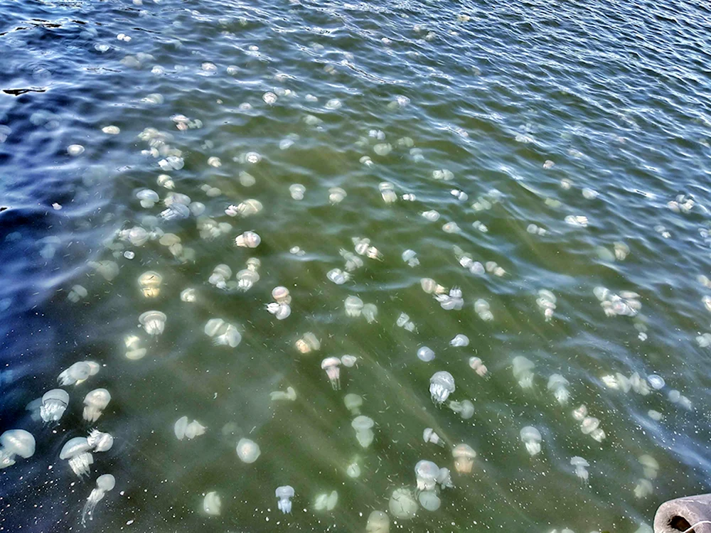Корнерот в черном море