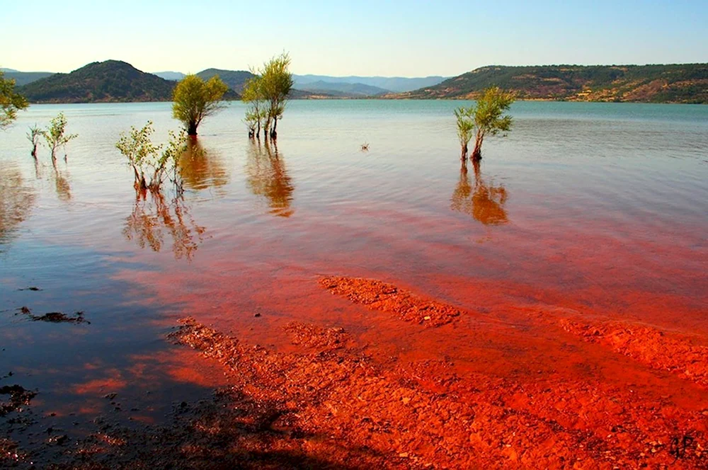 Красное море цветение водорослей