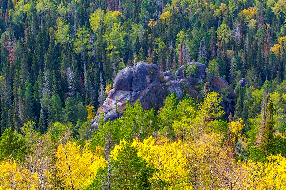 Красноярские столбы заповедник Флора