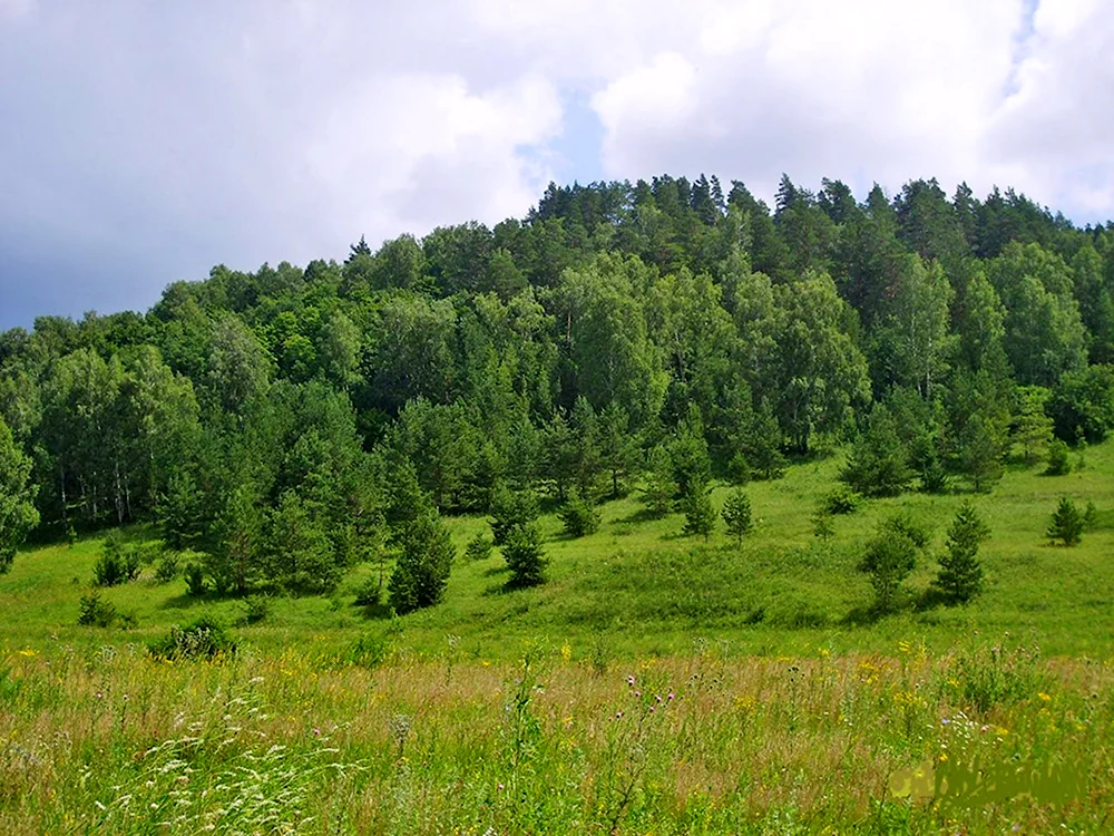 Красносамарский лес Самарская область