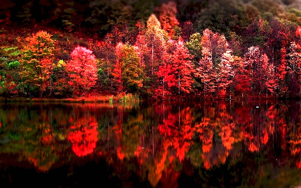 Красный лес Кубань