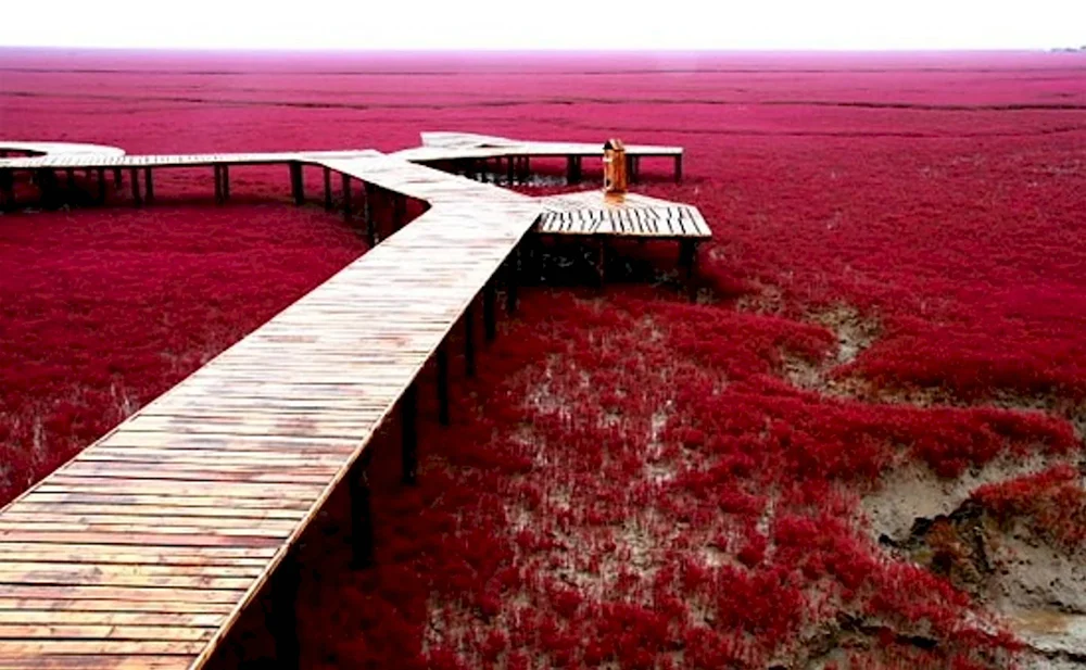 Красный пляж Паньцзинь Panjin Red Beach - Китай
