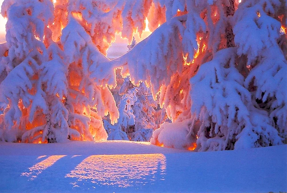 Красота зимы