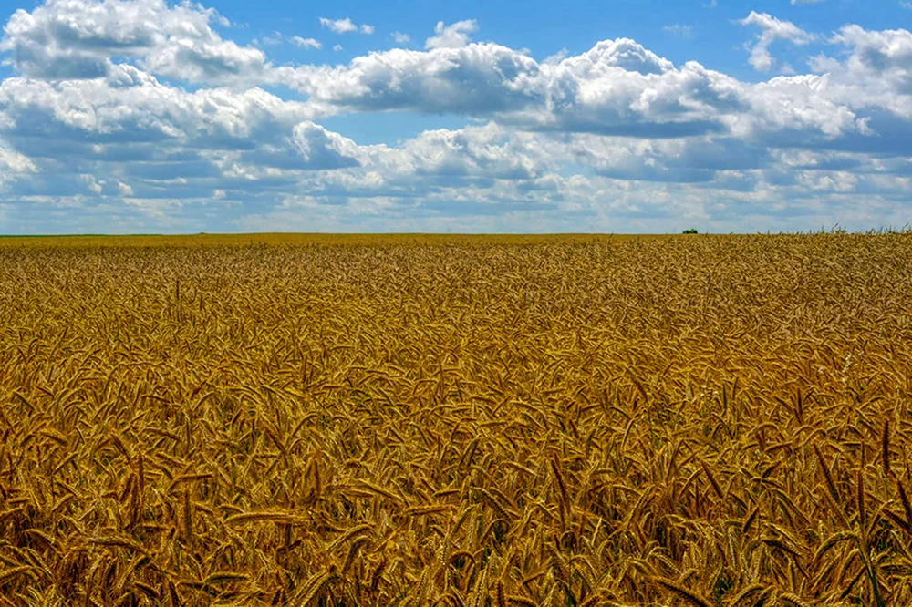 Кубанская степь Краснодарский край