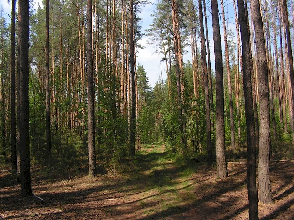 Кувайская Тайга Ульяновской области