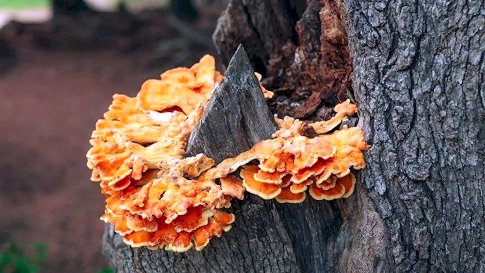 Laetiporus discolor