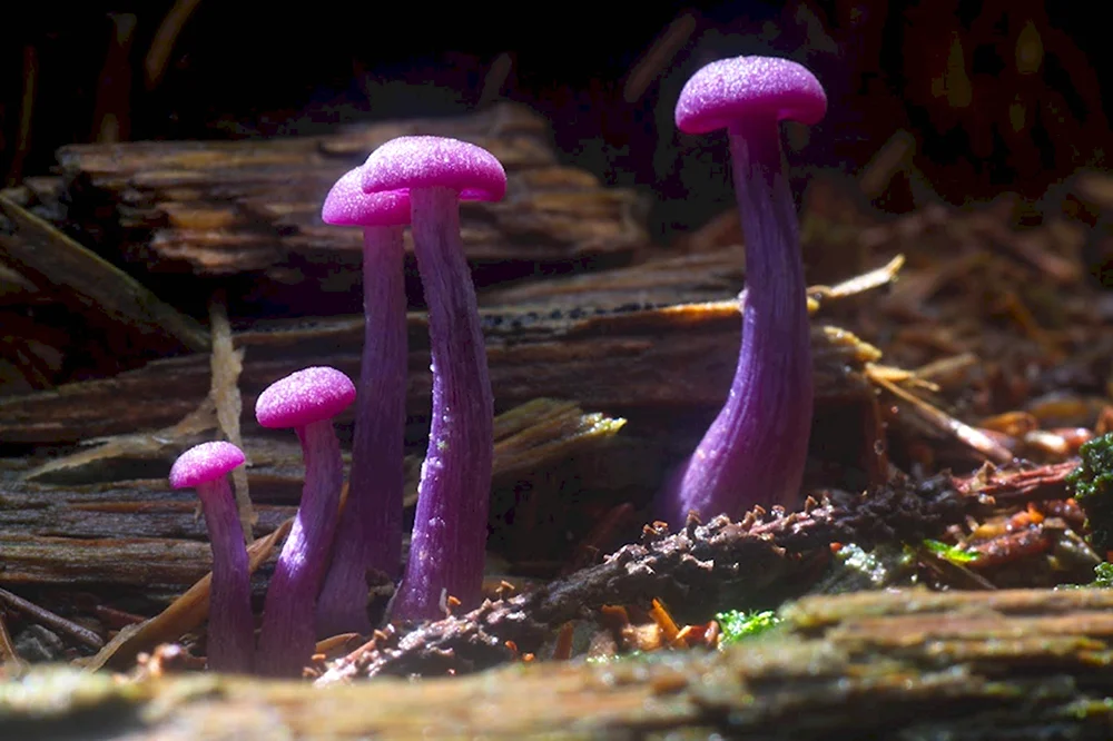 Лаковица Аметистовая Amethyst Deceiver