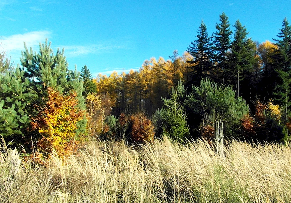 Larix sibirica осень