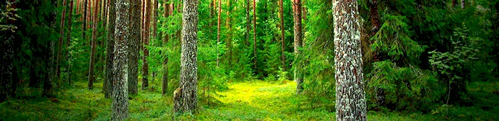 Лес