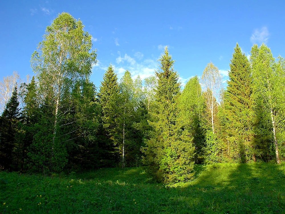 Лес