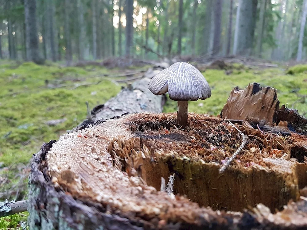 Лес гриб пень