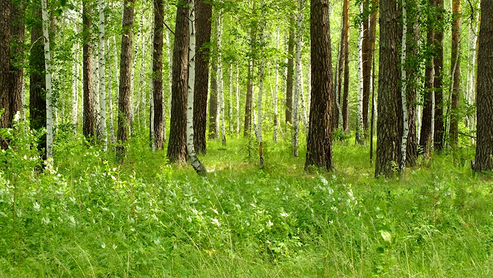 Лес Курганской области