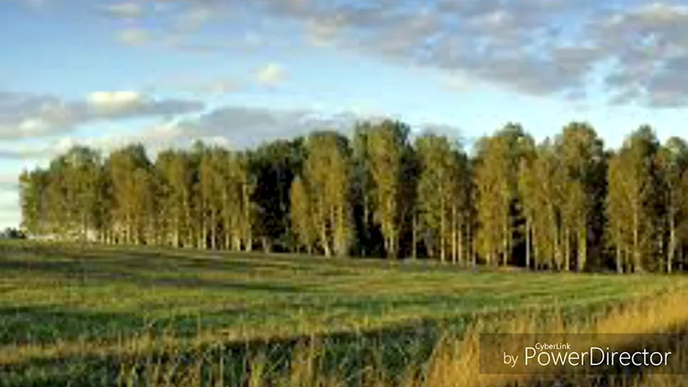 Лес Курск