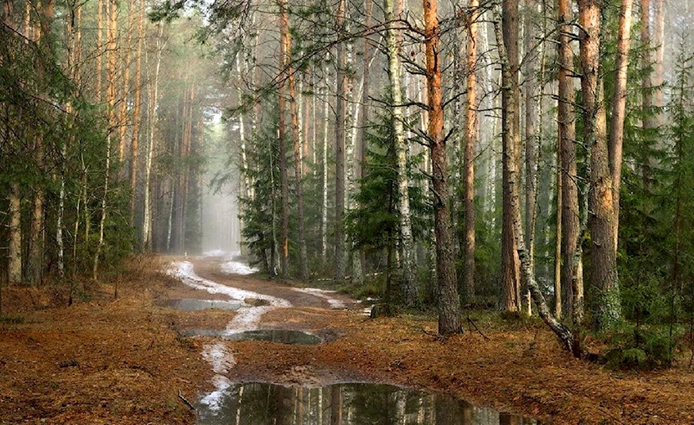 Лес Мещера дорога