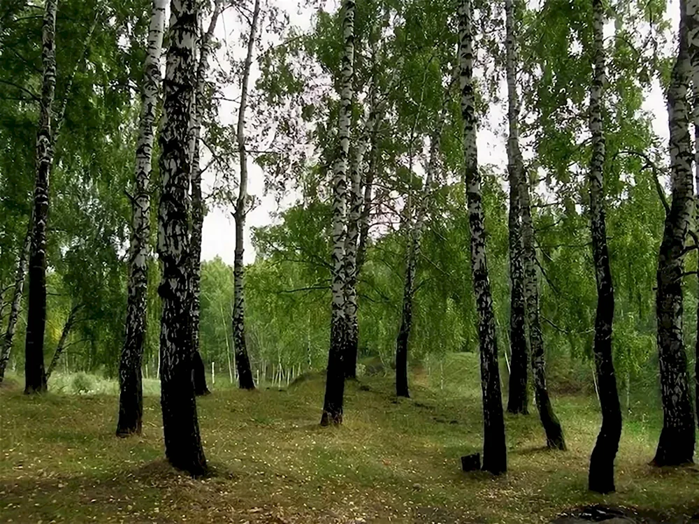 Лес Орловская область