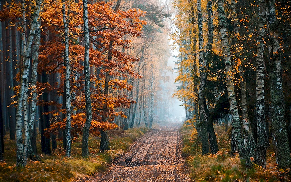 Лес осенью