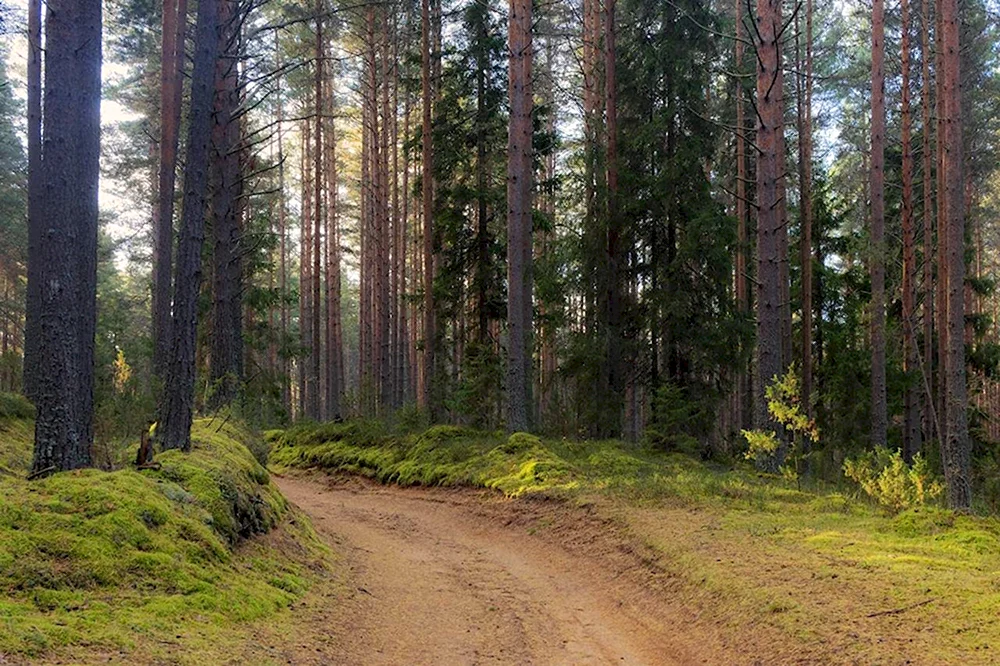 Лес Осташков