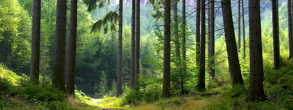 Лес панорама