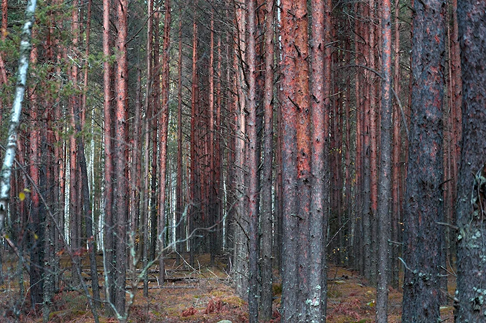 Лес Северная грива