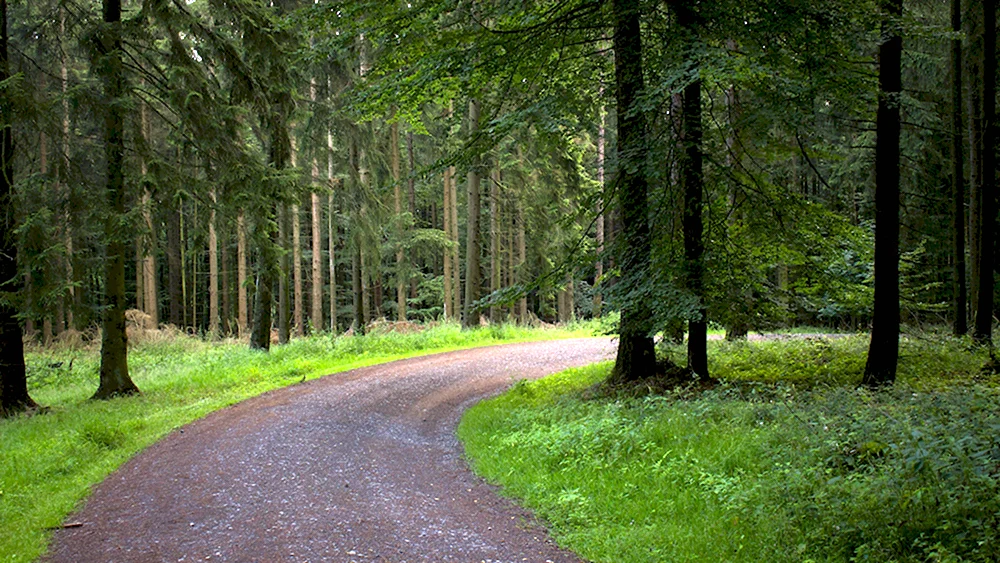Лес тропа Германии