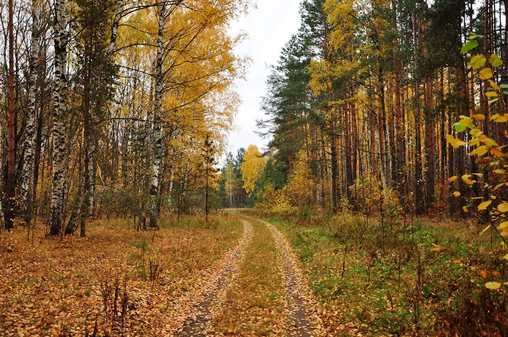 Лес в октябре