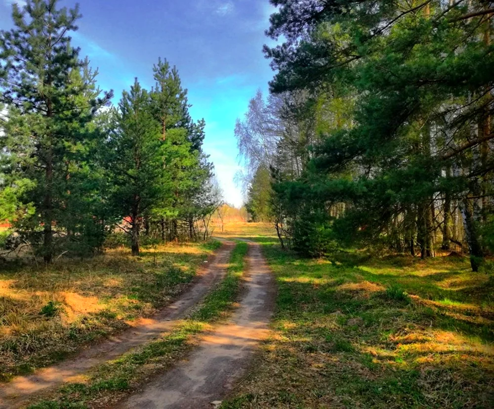 Лесная дорога