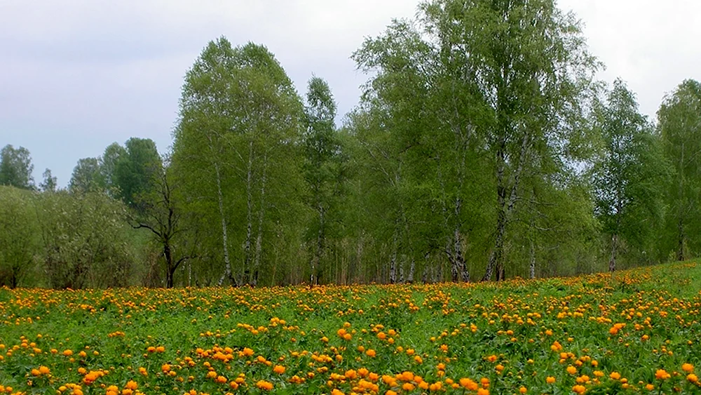 Лесная Поляна Удмуртия